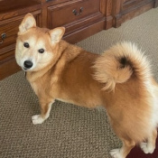 Bella, a Fawn Corgi Sheba Dog